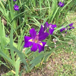 Meet your Posher, Lyla